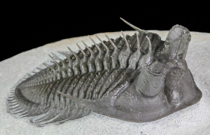 Spectacular, Erbenochile From Unusual Location #69572